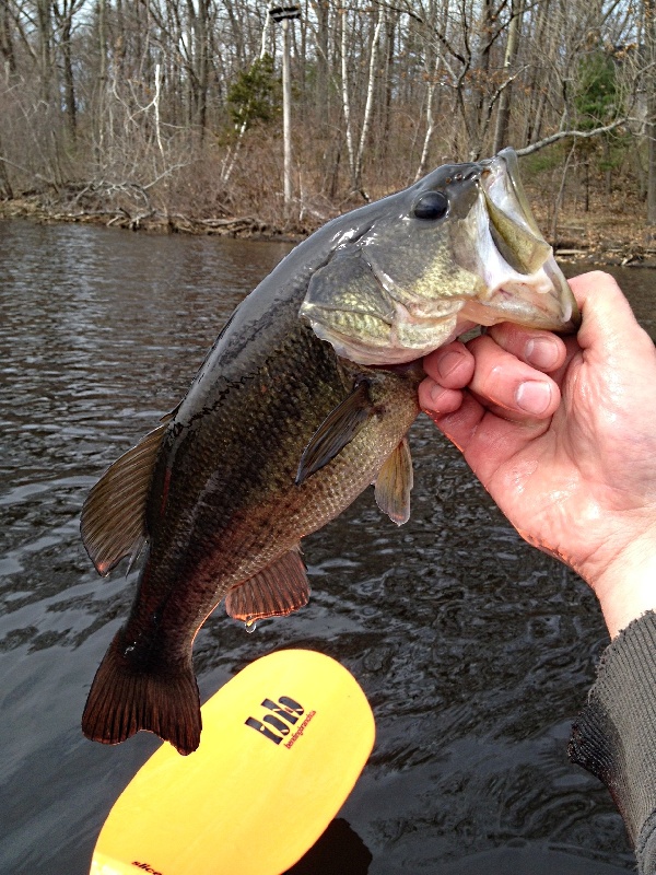 Another Fish